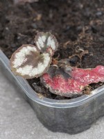 New plant growing from begonia leaf pinned onto damp compost.