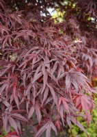 Acer palmatum Roter Stern, spring May