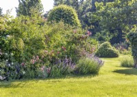 View across lawn to bed with mature roses and lavender, autumn September