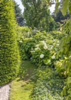 Planting with Taxus baccata and Hydrangea arborescens, autumn September