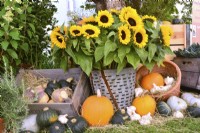 Display of harvested produce in variety of containers included: mixed pumpkins, a bouquet of sunflowers.