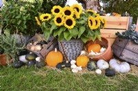 Display of harvested produce in variety of containers included: mixed winter squash a bouquet of sunflowers, rosemary, hydrangea.