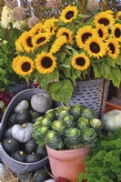 Display of harvested produce in variety of containers included: mixed winter squash, a bouquet of sunflowers and ornamental cabbages.
