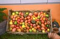 Wooden crate of harvested tomatoes of many different varieties .