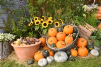  Display of harvested pumpkins and other winter squash in variety of containers included:  potatoes. bouquet of sunflowers, Dipsacus sativus.
