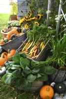 Display of harvested produce: spinach leaves, carrots, mixed pumpkins.