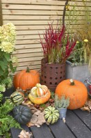 Display of harvested winter squash in front of potted Imperata cylindrica 'Red Baron'. 