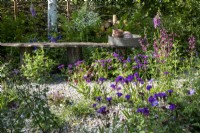 Verbena rigida, and Salvia 'Wendy's Wish' growing in front of a wooden bench in the  RHS Wildlife Garden, Designed by: Jo Thompson  and  Kate Bradbury.