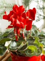 Cyclamen persicum, spring March