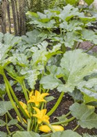 Cucurbita pepo con. giromontiina, summer August