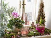 Christmas decoration with Cyclamen and Amaryllis, winter December