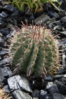 Ferocactus townsendianus mulched with charcoal