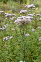 Eupatorium cannabinum - Hemp-agrimony