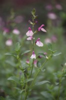 Salvia 'Crazy Dolls' in August