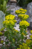 Euphorbia epithymoides - RHS Malvern Spring Festival 2023 - The Home Away Garden - Designer Emily Crowley-Wroe