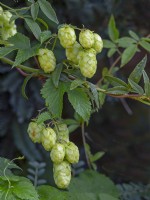 Humulus lupulus hop plant Early September Late Summer