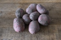 Solanum tuberosum 'Alouette' potato 