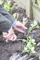 Woman planting Lathyrus 'Painted Lady' plugs