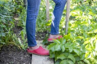 Woman digging up Potatoes