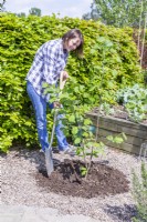 Woman filling in the area around Hazel 'Webs Prize Cob' 