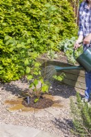 Woman watering Hazel 'Webs Prize Cob' 