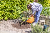 Woman pouring water in with the newly planted Hazel 'Webs Prize Cob' 