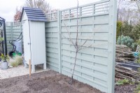 Fig - Ficus planted against a fence being trained to grow in a fan shape