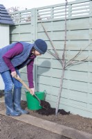 Woman placing mulch at the base of the Fig - Ficus tree