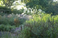 Ornamental grasses and perennials in early morning sunlight.