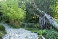 A Eucalyptus chapmaniana 'Bogong Gum' fallen over the pond in the 'Water Garden' at Knoll Gardens in Dorset