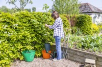 Woman placing Hazel 'Webs Prize Cob' in a trug of water to soak the roots