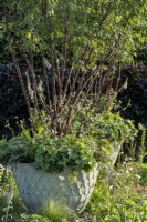 A planter filled with a Multi-stemmed Prunus serrula, Alchemilla mollis  The Traditional Townhouse Garden. Designed by: Lucy Taylor