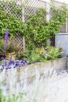 Raised bed planted with Dryopteris erythrosora - ferns, heuchera 'Huckleberry', Hakonechloa macra and uncinia rubra with Trachelospermum jasminoides - Star Jasmine climbing behind