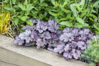 Heuchera 'Huckleberry' in raised bed