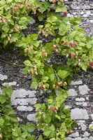 Rubus x loganobaccus in fruit and growing on stone wall. June. Summer