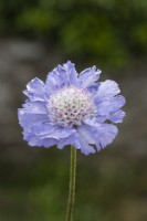 Scabiosa caucasica Perfecta Series 'Perfect Blue'. June. Summer. Close up of single flower. 