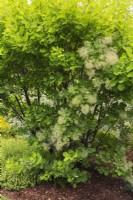 Cotinus obovatus - American Smoke Tree in mulch border in summer.