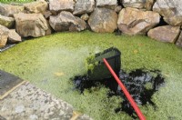 Removing algae with a net from the surface of a small domestic pond 