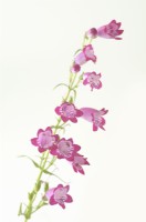 Penstemon 'Harlequin Magenta' - Beardtongue flower