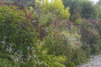 View of a mixed perennials border flowering in late Summer - September