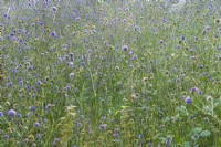 Succisa pratensis flowering in a wildflower meadow in late Summer - September