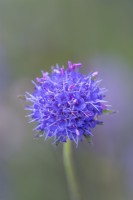 Succisa pratensis flowering in late Summer - September