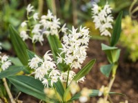 Dendrobium delicatum, winter Febuary