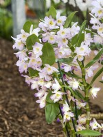 Dendrobium nobile Pink Pandora, spring March