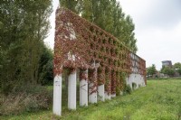 Garden feature Honeycomb pergola covered in ivy  Maximapark The Netherlands 