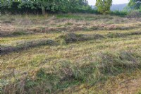 View of a meadow recently mown with cuttings left to dry and shed seeds in late Summer - September