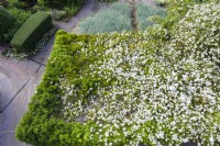 Large Rosa fillipes 'Kiftsgate' growing over outbuilding. Rambler. June. Summer. Image taken with drone.