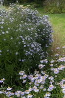 Aster 'Little Carlow' combination with Aster Spectablis