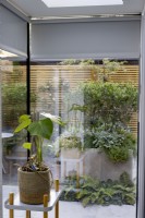 Corner of kitchen with floor-to-ceiling windows looking out towards beds of foliage plants in a modern garden. Foliage houseplant in foreground.