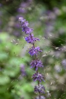 Salvia verticillata 'Purple Rain' 